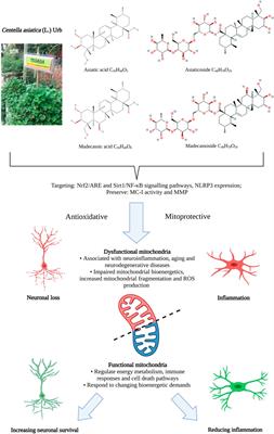 Mitoprotective Effects of Centella asiatica (L.) Urb.: Anti-Inflammatory and Neuroprotective Opportunities in Neurodegenerative Disease